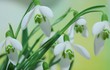 Leinwanddruck Bild - snowdrops
