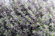 thyme herb growing