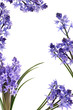 Image details 