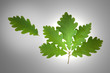 Foto: Oak Leaf Sprig Oak Leaf Sprig