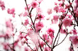 Pink plum blossom