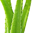 Aloe Vera with water drops Aloe Vera with water drops