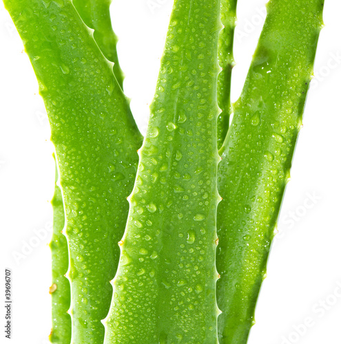 Photo: Aloe Vera with water drops Aloe Vera with water drops