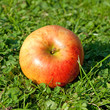 Apfel - Malus