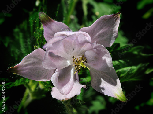 Photo: Colombine Colombine