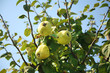 close up shot from a quince tree