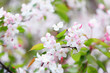 white plum blossom