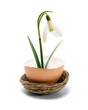 bloom flower snowdrop