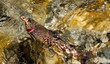 Pesca in torrente alpino....Trota fario