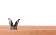 hase im karton 21