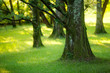 Yews wood