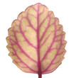 Hoja aislada