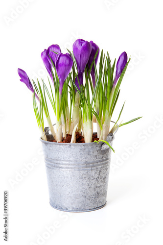 Photo: Purple Crocus flowers in zink pot Purple Crocus flowers in zink pot