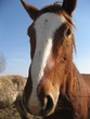 cheval