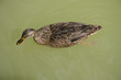 Duck on the green water pond