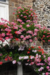 Photo: géranium simple géranium simple
