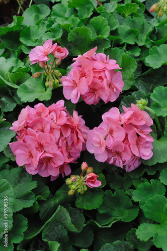 Photo: géranium géranium