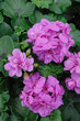 Photo: géranium géranium