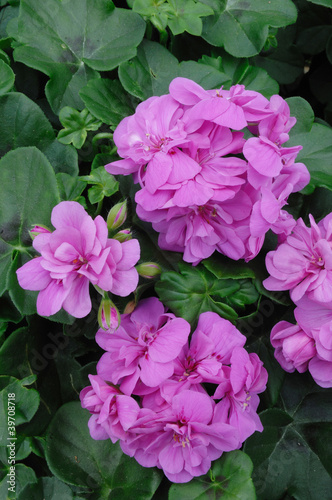 Photo: géranium géranium