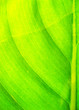 Pattern on a banana leaf