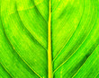 Pattern on a banana leaf