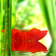 Mohnblüte