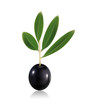 Olive noire avec feuille