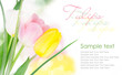 three-colored tulips with copy space isolated on white