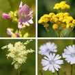 Heilpflanzen Collage