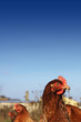 Brown Hen