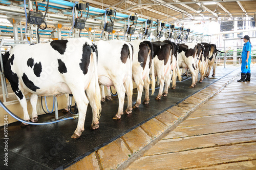 Photo: Modern cows farming Modern cows farming