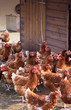 Brown Hens