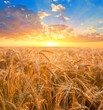 sunrise among a wheat fields sunrise among a wheat fields