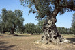 albero di ulivo