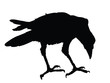 Raven detailed silhouette