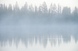 Forest and fog