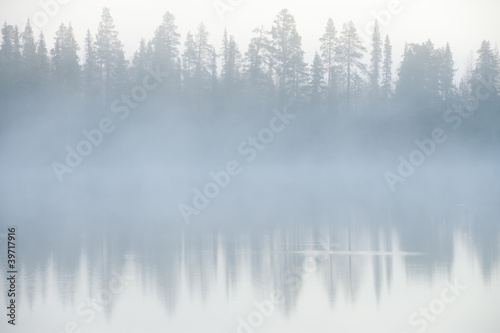 Photo: Forest and fog Forest and fog