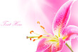 Pink lily