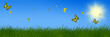 Sommerwiese