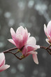 Japanese  magnolia flower