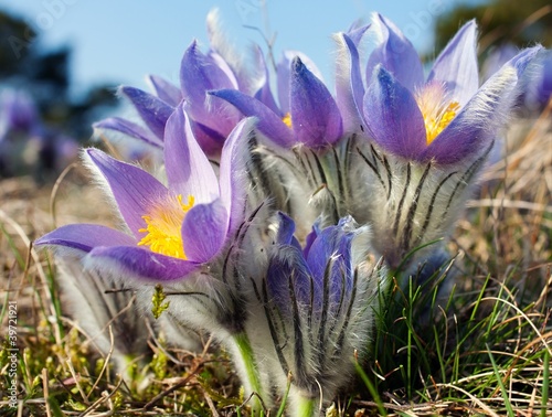 Photo: flower of pasqueflower flower of pasqueflower