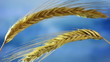 Wheat