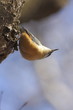 Nuthatch - bird