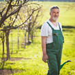 portrait of a senior gardener in his garden/orchard
