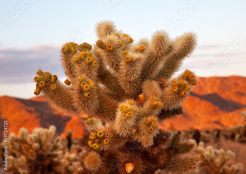 Photo: Cholla Cactus Garden Joshua Tree National Park California Cholla Cactus Garden Joshua Tree National Park California