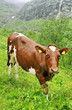 Mountain cow.