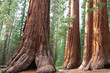 Sequoia