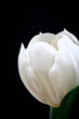 Tulpenblüte
