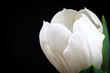 Tulpenblüte