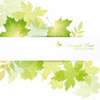 green leaves background